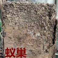 別墅墻體挖出超大白蟻巢?。?！